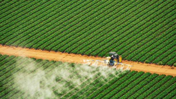 Wasp Removal Services in Georgetown, IL