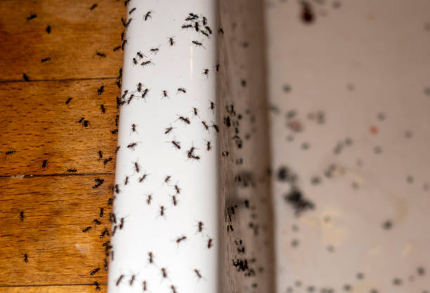 Best Spider Control Near Me  in Georgetown, IL